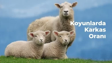 Koyunlarda Karkas Oranı