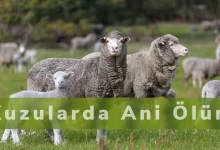 Kuzularda Ani Ölüm