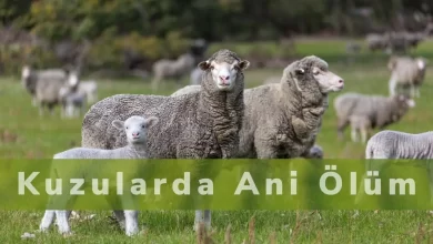 Kuzularda Ani Ölüm