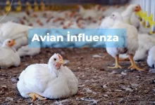 Avian İnfluenza