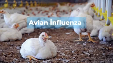 Avian İnfluenza