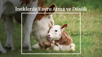İneklerde Yavru Atma ve Düşük