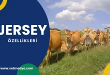 Jersey Sığırı