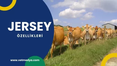 Jersey Sığırı