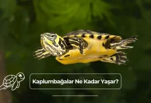 Kaplumbağalar Ne Kadar Yaşar?