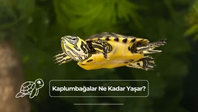 Kaplumbağalar Ne Kadar Yaşar?