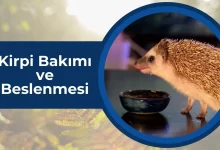 Kirpi Bakımı ve Beslenmesi