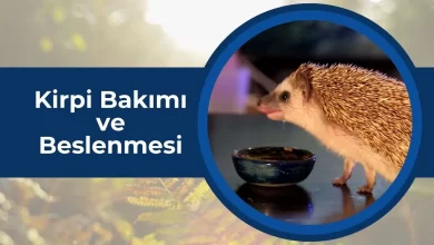 Kirpi Bakımı ve Beslenmesi