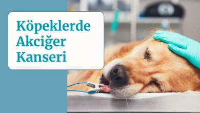Köpeklerde Akciğer Kanseri