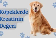 Köpeklerde Kreatinin
