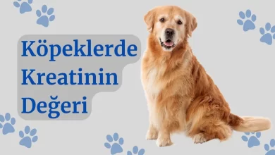 Köpeklerde Kreatinin