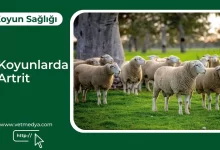 Koyunlarda Artrit