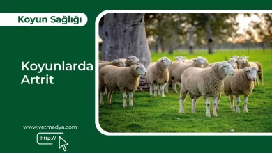Koyunlarda Artrit
