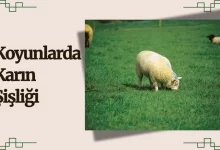 Koyunlarda Karın Şişliği