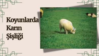 Koyunlarda Karın Şişliği