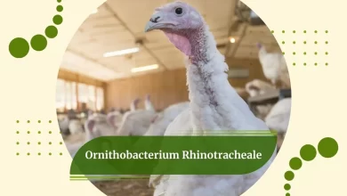 Ornithobacterium Rhinotracheale