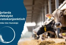 Sığırlarda Enfeksiyöz Keratokonjonktivit