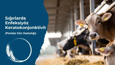 Sığırlarda Enfeksiyöz Keratokonjonktivit