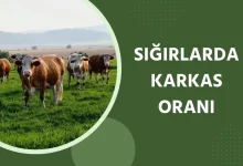 Sığırlarda Karkas Oranı
