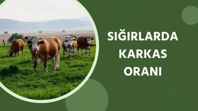 Sığırlarda Karkas Oranı