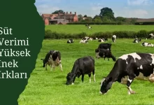 Süt Verimi Yüksek İnek Irkları