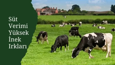 Süt Verimi Yüksek İnek Irkları