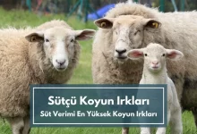 Sütçü Koyun Irkları