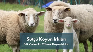 Sütçü Koyun Irkları