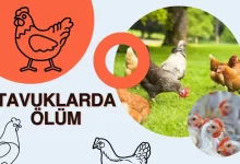 Tavuklarda Ölüm