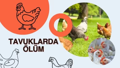 Tavuklarda Ölüm