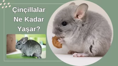 Çinçillalar Ne Kadar Yaşar?
