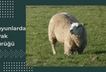 Koyunlarda Ayak Çürüğü