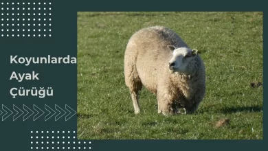 Koyunlarda Ayak Çürüğü