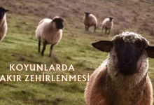 Koyunlarda Bakır Zehirlenmesi