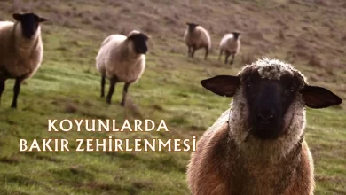 Koyunlarda Bakır Zehirlenmesi