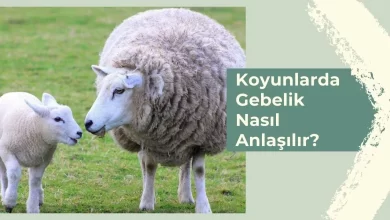 Koyunlarda Gebelik