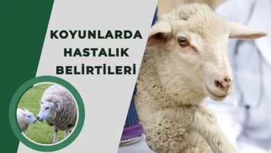 Koyunlarda Hastalık Belirtileri