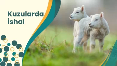 Kuzularda İshal