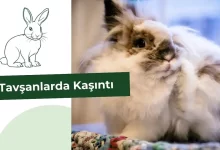 Tavşanlarda Kaşıntı