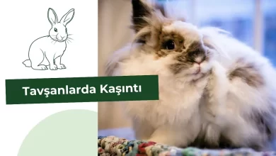 Tavşanlarda Kaşıntı