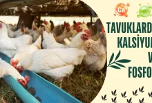 Tavuklarda Kalsiyum ve Fosfor