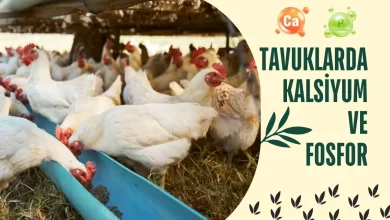 Tavuklarda Kalsiyum ve Fosfor