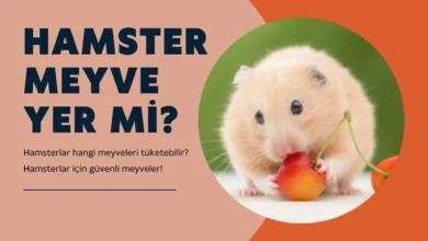 Hamster Meyve Yer Mi?
