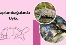 Kaplumbağalarda Uyku