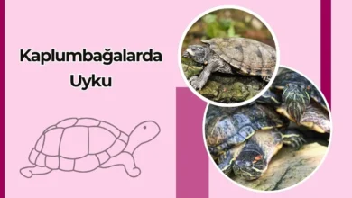 Kaplumbağalarda Uyku