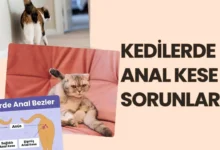 Kedilerde Anal Kese Sorunları