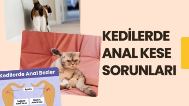 Kedilerde Anal Kese Sorunları