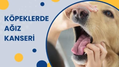 Köpeklerde Ağız Kanseri