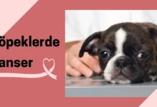 Köpeklerde Kanser