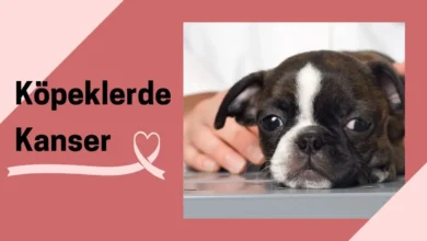 Köpeklerde Kanser